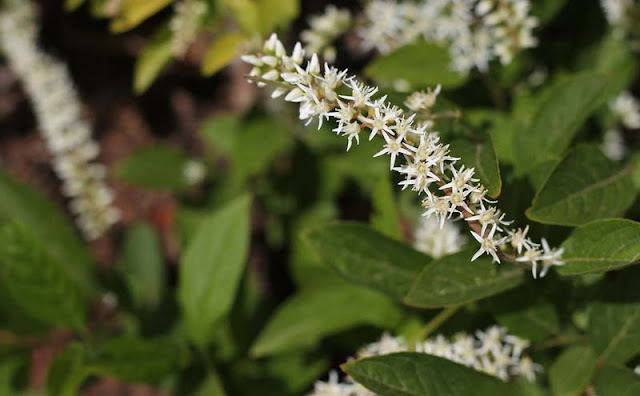 Itea Virginica Flowers