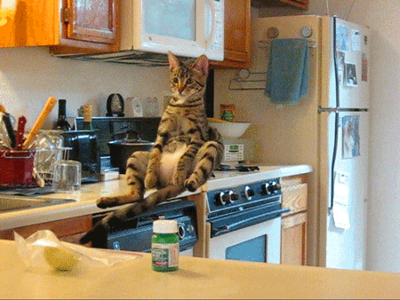 Art Cat GIF • Cinemagraph • Purrranormal CATivity • Bengal cat in the kitchen waiting for lunch time
