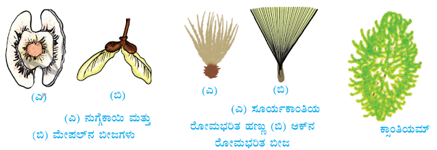 7th Sasyagalalli Santanotpatti Notes in Kannada.