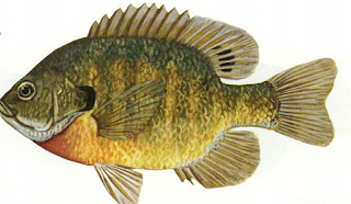 Bluegill Illustration