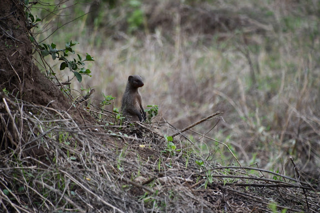 Tarangire National Park