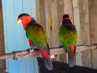 black capped lory