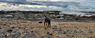 Playa Ytri Tunga, Península de Snaefellsnes (Snæfellsnes). Islandia, Iceland.