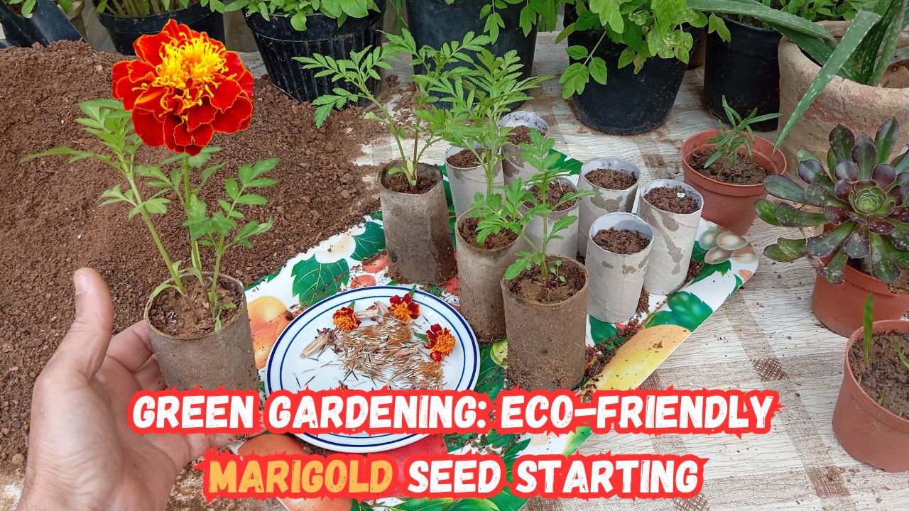 We invite you to embark on a journey into the heart of green living as we unveil the secrets of starting marigold seeds indoors using the unassuming yet remarkably versatile toilet paper rolls.