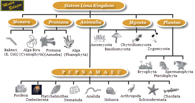 Sistem Klasifikasi Makhluk Hidup  Pelajaranmu Hari Ini