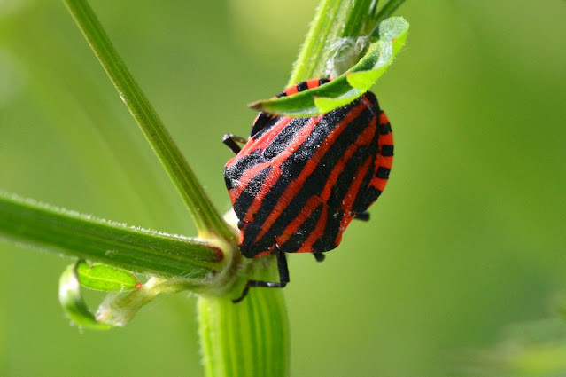 Graphosoma italicum