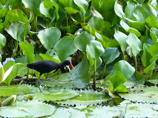 Jacana jacana - Jacana noir