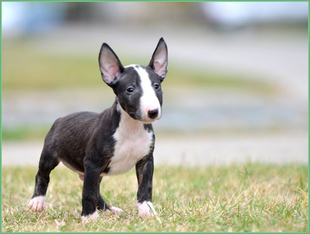 Mini Bull Terrier Puppies For Sale Nsw