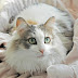 Mengenal Kucing Ragamuffin, Jenis Kucing Termasuk Kucing Terbesar sama Seperti Maine Coon