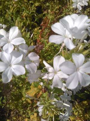 flor de celestina