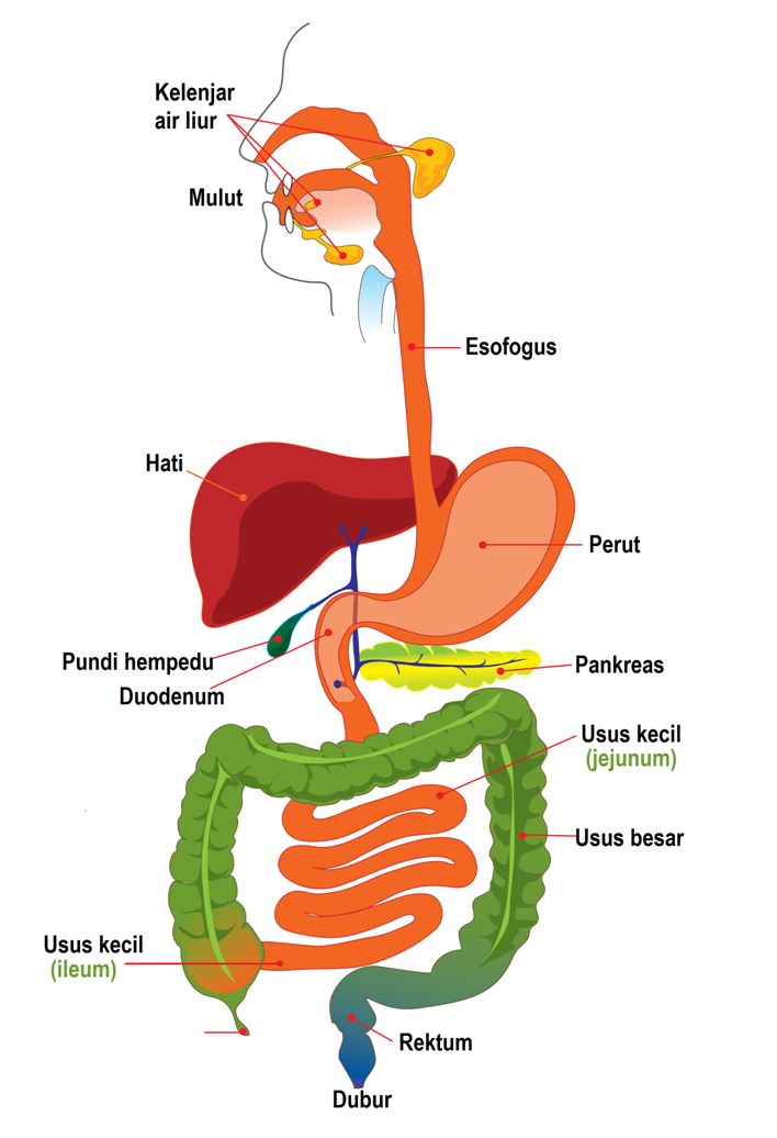 ERT Dunia Ku GAMBAR  SISTEM  PENCERNAAN  STRUKTUR VILUS
