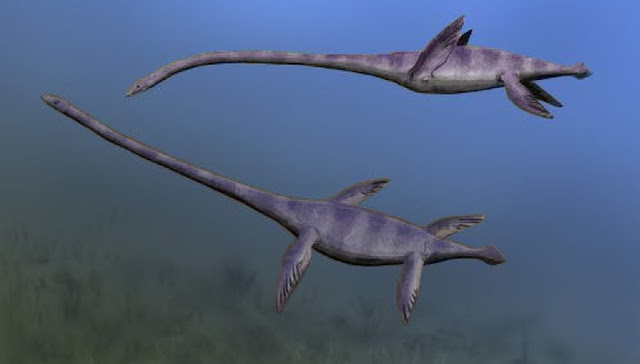 Elasmosaurus platyurus