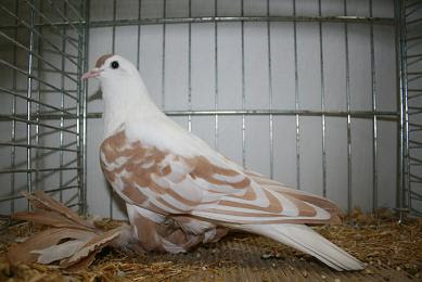 Tiger Swallow Pigeon