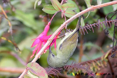 Black-throated Sunbird -female