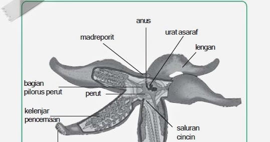 Filum Echinodermata: Struktur Tubuh, Sistem Reproduksi 