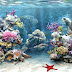 World's Best Coral Reefs Wallpapers