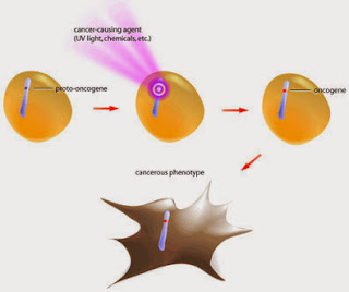 Resultado de imagen de oncogen