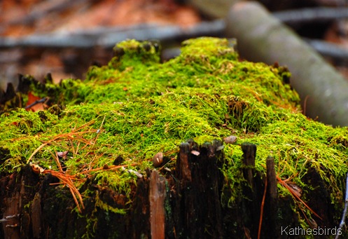 9. Moss_kathiesbirds