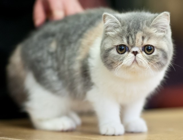 Contoh kucing exotic shorthair