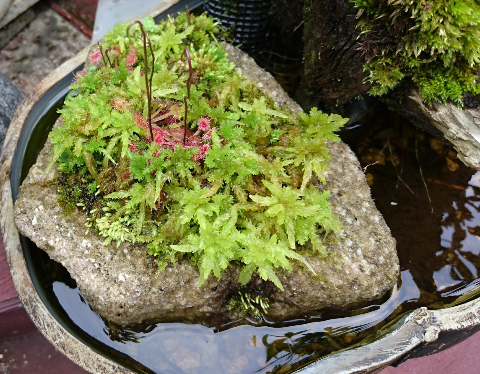 あすきん ミズゴケの栽培がなぜ失敗するかわかった 日照や温度ではなく押さえるのが原因