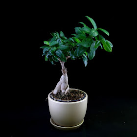 ficus ginseng