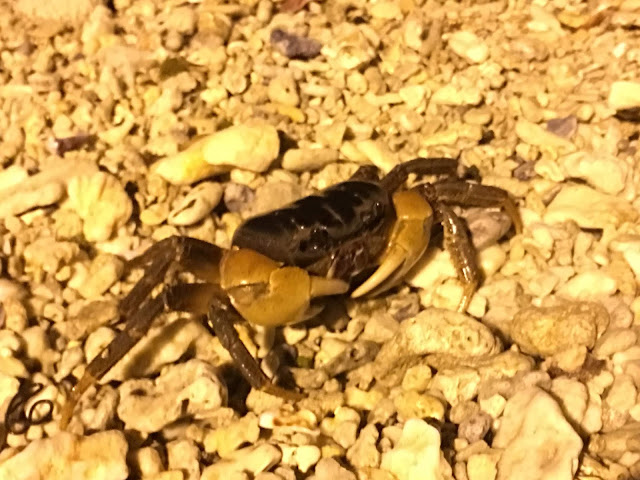 crab at sunset, xiaoliuqiu, pingtung, taiwan