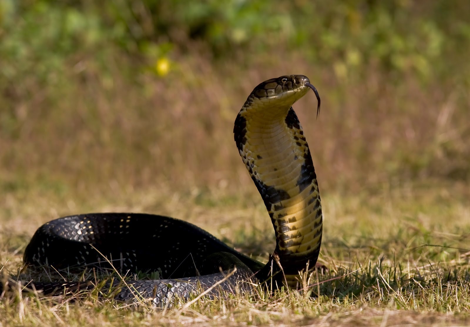 black mamba snake hd wallpaper 1080wallpaperhd.com}