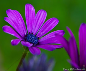 daisies up close