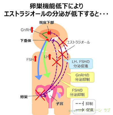 卵巣の機能低下によるエストロゲンの低下、HRTホルモン補充療法　更年期障害