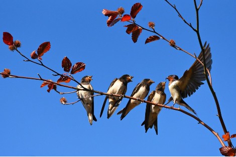 Golondrinas posadas en la rama de un árbol