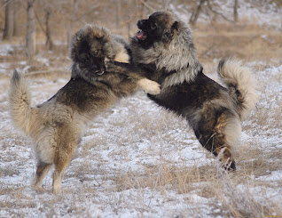 Dog breed caucasian mountain shepherd fighting