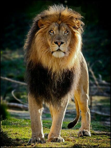 Picture of a Big Lion:
