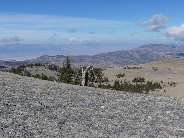 073: more trees on the plateau