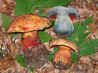 Hongo de vaca - Boletus luteocupreus