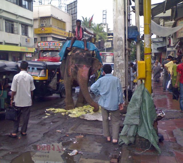 elephant eating corn peels