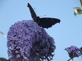 Peacock Butterfly