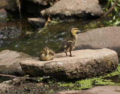 Ducklings