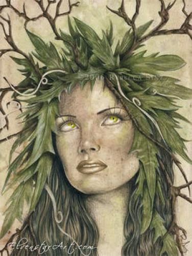 Bos Herbal Grimoire Celtic Tree Signs And Associations