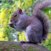 Squirrels in the Garden and Ways to Deter Them