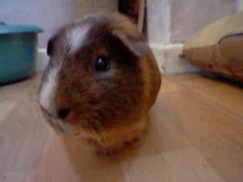 stripe my guinea pig