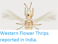 http://sciencythoughts.blogspot.co.uk/2015/05/western-flower-thrips-reported-in-india.html