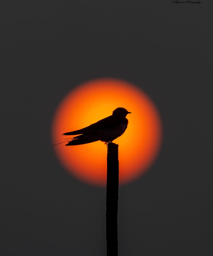 Barn swallow during sunrise