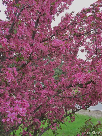 Flowering Tree (2)