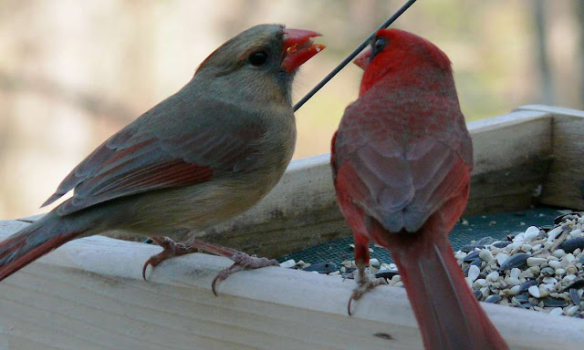 Birds Cardinals