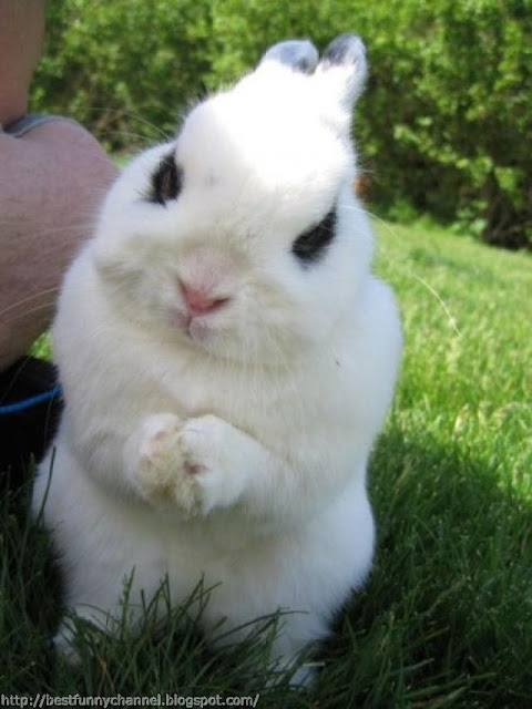 White bunny.