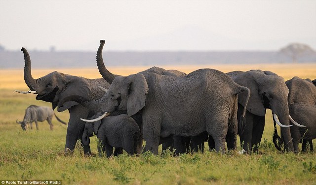 Gambar Sains 5 Bab 2 Pelajaran 3 Kemandirian Haiwan Gajah  