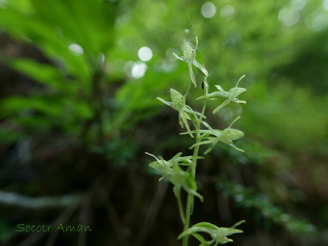 Platanthera ophrydioides