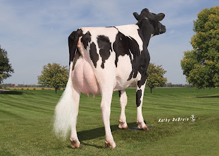 GENESIS cow MS M-P Dolce Prudence-ET