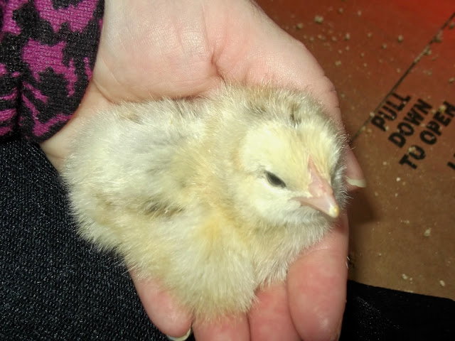 Hatched Chick, In Hand, 