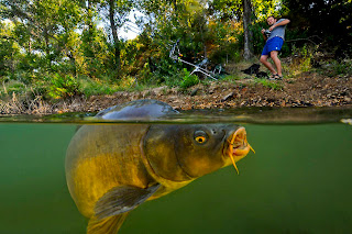 mancing ikan mas